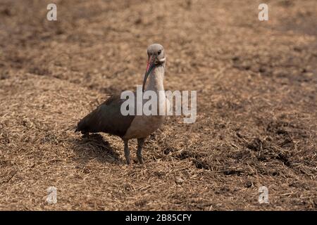 Hadada ibis, Bostrychia hagedash, Kruger National Park, Südafrika Stockfoto