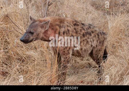 Hyena, Crocuta Crocuta, Kruger National Park, Südafrika Stockfoto