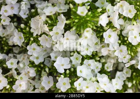 Weiße Hydrangea-Blume. Hydrangea - gebräuchliche Namen Hydrangea und Hortensia. Hintergrund des Vollformatsrahmens. Stockfoto