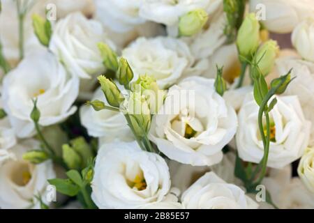 Weiße schöne Eustoma-Blumen, Lisianthus, Tulpengentian, Eustomas. Hintergrund des Vollformatsrahmens. Stockfoto