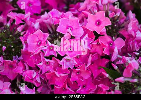 Rosa Hydrangea-Blume. Hydrangea - gebräuchliche Namen Hydrangea und Hortensia. Hintergrund des Vollformatsrahmens. Stockfoto