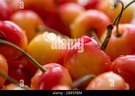 Beeren pinkfarbene Kirschen mit Schwänzen in der Nähe Stockfoto