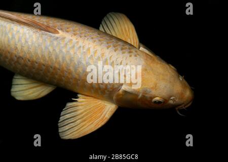 Fischkarpfen, Fischkoi-Gold, goldenes Karb, Gelber Goldkarpfenfisch große Größe isoliert auf schwarzem Grund Stockfoto