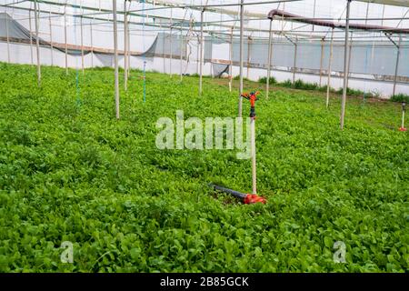 Gewächshaus für den Anbau von Salatbeständen Foto Stockfoto