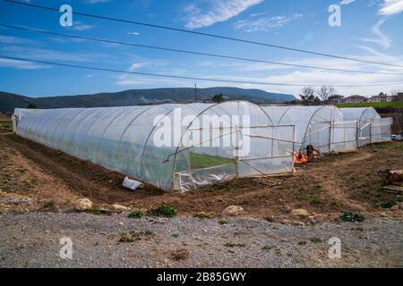 Gewächshaus für den Anbau von Salatbeständen Foto Stockfoto