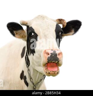 Lustige schwarze Kuh, die mit jemandem spricht. Kuhfaultier isoliert auf weißem Grund. Nutztiere. Porträt einer jungen Mooing-Kuh Nahaufnahme Stockfoto