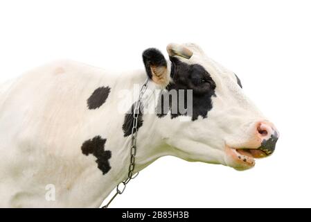 Lustige schwarze Kuh, die mit jemandem spricht. Kuhfaultier isoliert auf weißem Grund. Nutztiere. Porträt einer jungen Mooing-Kuh Nahaufnahme Stockfoto