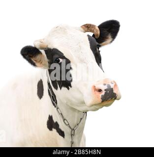 Lustige schwarze Kuh, die mit jemandem spricht. Kuhfaultier isoliert auf weißem Grund. Nutztiere. Porträt einer jungen Mooing-Kuh Nahaufnahme Stockfoto