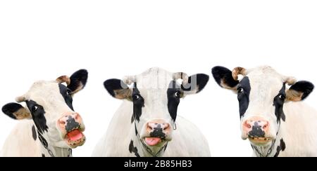 Drei lustige Kuh isoliert auf weißem Hintergrund. Porträt von drei niedlichen Kühen. Eine Gruppe von Kühen spricht miteinander Stockfoto