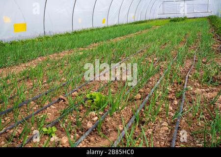 Gewächshaus für den Anbau von Salatbeständen Foto Stockfoto