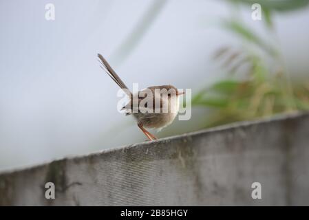 Weibliche Superb Fairy-Wren Stockfoto