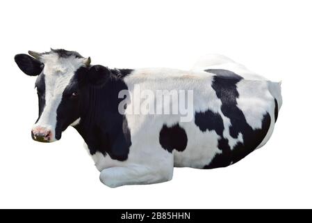 Schwarz-weiße Kuh liegt isoliert auf weißem Grund. Schwarz-weiße Kuh nah beieinander. Nutztier. Stockfoto