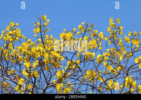 Gelbe Baumwollblütenblumen auf himmelblauem Hintergrund (wissenschaftlicher Name: Cochlospermum regium), gelber Blumenstrauß auf himmelblauem Hintergrund Stockfoto