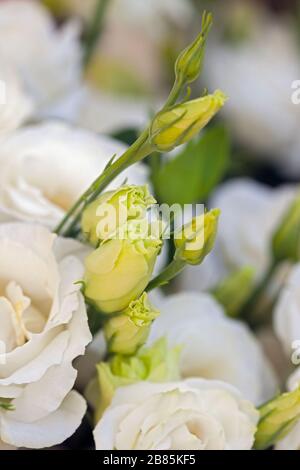 Weiße schöne Eustoma-Blumen (Lisianthus, Tulpengentian, Eustomas) Hintergrund. Nahaufnahme. Stockfoto