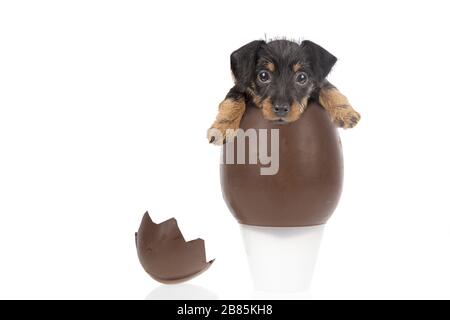 Schokoladenei mit einem niedlichen Welpen auf weißem Hintergrund Stockfoto