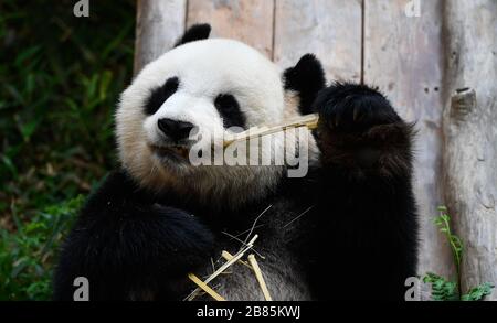 Haikou, Chinas Provinz Hainan. März 2020. Der riesige Panda "Gong Gong" isst Bambusstöcke im Hainan Tropical Wildlife Park und Botanischen Garten in Haikou, Südchinesische Provinz Hainan, 20. März 2020. Der Park wurde am Freitag wieder für die Öffentlichkeit geöffnet. Credit: Yang Guanyu/Xinhua/Alamy Live News Stockfoto