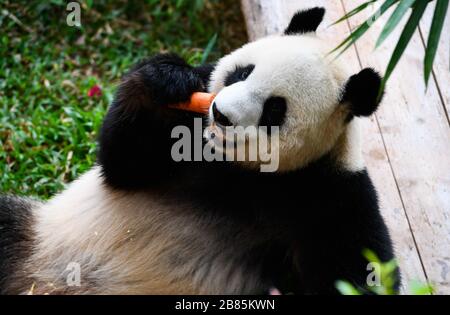 Haikou, Chinas Provinz Hainan. März 2020. Der Riesenpanda "Gong Gong" isst Karotten im Hainan Tropical Wildlife Park und im Botanischen Garten in Haikou, Südchinas Provinz Hainan, am 20. März 2020. Der Park wurde am Freitag wieder für die Öffentlichkeit geöffnet. Credit: Yang Guanyu/Xinhua/Alamy Live News Stockfoto