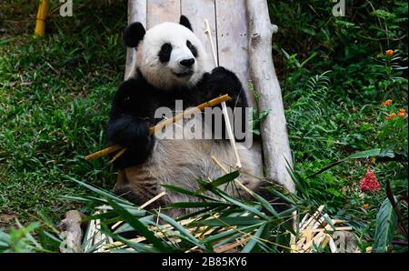 Haikou, Chinas Provinz Hainan. März 2020. Der riesige Panda "Gong Gong" isst Bambusstöcke im Hainan Tropical Wildlife Park und Botanischen Garten in Haikou, Südchinesische Provinz Hainan, 20. März 2020. Der Park wurde am Freitag wieder für die Öffentlichkeit geöffnet. Credit: Yang Guanyu/Xinhua/Alamy Live News Stockfoto