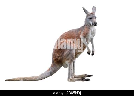 Männliches Känguru isoliert auf weißem Hintergrund. Großes Känguru in voller Länge, Seitenansicht. Das Känguru ist ein Beuteltier aus der Familie Macropodidae. Stockfoto