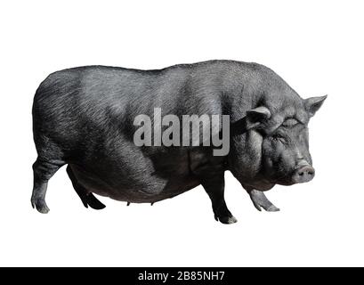 Komisch geflecktes schwarzes vietnamesisches Schwein isoliert auf Weiß. Pot-belogen junges weibliches Schwein voller Länge isoliert auf weißem Hintergrund. Nutztiere. Stockfoto