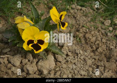 Nahaufnahme einer Pansy-Schmetterlingsblume, auch bekannt als wilder pansischer wissenschaftlicher Name Viola tricolor var. hortensis wächst im indischen Garten in Westbengalen Stockfoto