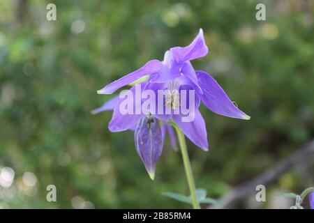 Lila aquilegia Stockfoto