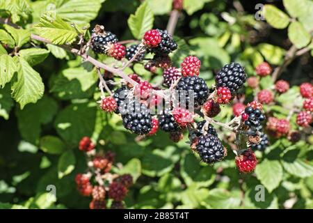 Perücke voller Früchte der wilden brombeere Stockfoto