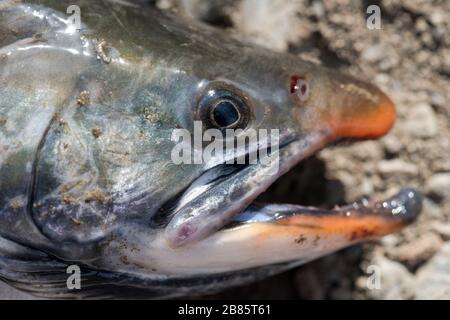 Nahaufnahme von schnauzendem Wildsalmonifisch Salvelinus oft Charr oder Schar mit rosafarbenen Flecken über dunklerem Körper genannt. Sommerangeln mit Spinnerei Stockfoto