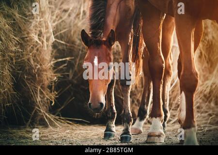 Eine süße, zaghafte Bay Colt steht den Mutterfüßen im Sonnenlicht und in der Nähe eines großen Heuhaufen. Stockfoto