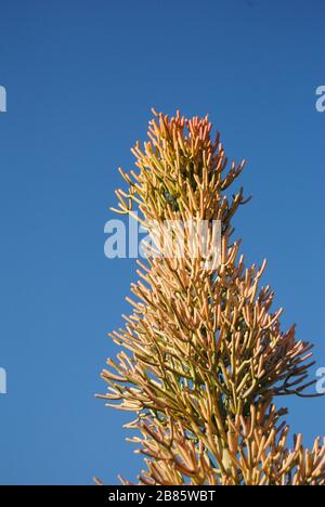 Hoch saftig unter tiefblauem Himmel Stockfoto