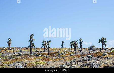 Kakteen in der jurassischen Wildnislandschaft der Isla North Seymour auf den Galapagos-Inseln, Ecuador Stockfoto