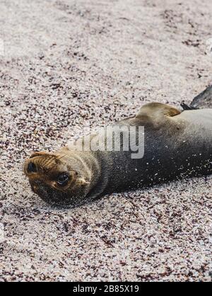 Lächelnder fauler Seelöwe an den felsigen Ufern der Galapagosinseln, Ecuador an einem bewölkten Tag Stockfoto