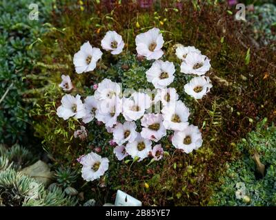 Die blassrosa Saxifrage Tysoe Pink wächst auf einem Tuffblock in einem Behälter Stockfoto