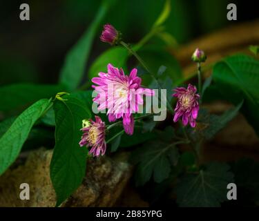 Rosa Chrysanthemum Blume blüht im Garten und grüne Blätter im Hintergrund. Stockfoto