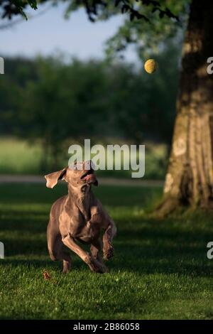 Aktiver weimaraner grauer Hund, der mit einem Tennisball spielt, der ihn in die Luft holt. Happy Dog Konzept. Stockfoto