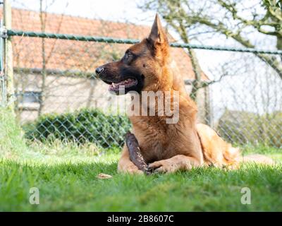 Porträt eines Deutschen Hirten, 3 Jahre alt, Porträt, davor. Legen Sie sich in Gras nieder, Friesland, Niederlande. Stockfoto