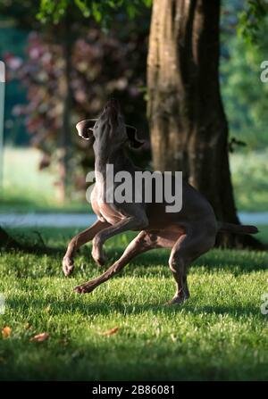 Aktiver weimaraner grauer Hund, der mit einem Tennisball spielt, der ihn in die Luft holt. Happy Dog Konzept. Stockfoto