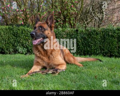 Porträt eines Deutschen Hirten, 3 Jahre alt, Porträt, davor. Legen Sie sich in Gras nieder, Friesland, Niederlande. Stockfoto