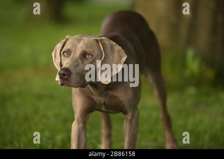 Weimaraner züchten Hund schnüffelnde Luft, während sie in einem Park in der Nähe von Baum stehen. Hochformat. Stockfoto