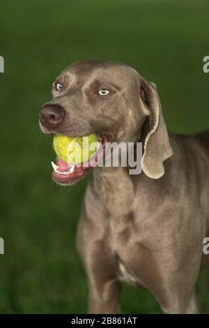 Weimaraner züchten Jagdhund, der mit einem Tennisball spielt. Hochformat. Stockfoto