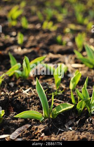 Tulpen wachsen. Frühe Tulpensprosse in einer Reihe im Park an einem sonnigen Tag. Sonnenlicht auf ausgesprenkten Tulpen. Selektiver Fokus Stockfoto