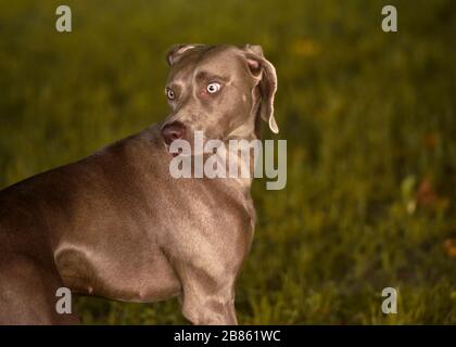 Weimaraner Hundeporträt beim Spielen in einem Park im Sommer. Emotionales Tierkonzept. Stockfoto