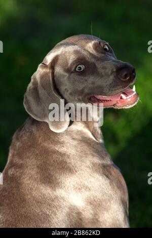 Weimaraner züchten abends im Sommerpark Kurzhaarporträt von Hundes. Stockfoto