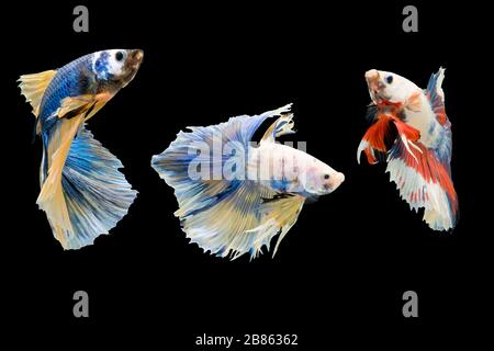 Drei Betta-Fische, siamesischer Kampffisch isoliert auf schwarzem Hintergrund wunderschönes Bewegungsmakro Foto Stockfoto