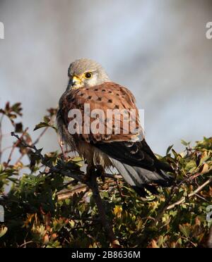 Männlich Kestrel, Falco tinnunculus, der aufrecht sitzend mit Blick auf die Kamera auf einem Busch im Sonnenschein ruht. Aufgenommen bei Stanpit Marsh UK Stockfoto