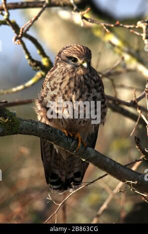 Juvenile Kestrel, Falco Tununculus, aufrecht sitzend, in einem Baum thront. Aufgenommen bei Stanpit Marsh UK Stockfoto