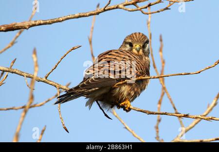 Juvenile Kestrel, Falco tinunculus, blind im linken Auge, thront auf einem Ast gegen einen blauen Himmel. Aufgenommen bei Stanpit Marsh UK Stockfoto