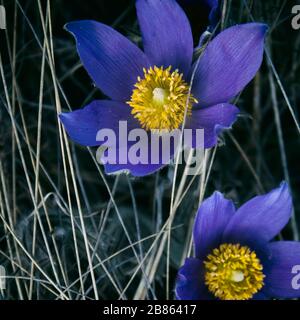 Pasque Blume. Frühlingsblumen. Geblümter Hintergrund. Lila Blume. Kopierbereich. Stockfoto