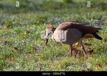 Eine ägyptische Gans (Alopochen aegyptiaca) auf Gras mit horrem Frost in der Sonne Stockfoto