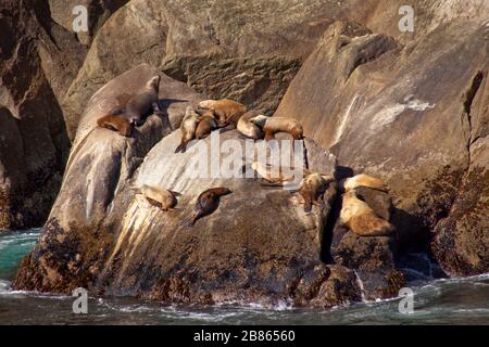 Seelöwen sonnen sich auf einem Felsen in der Aialik Bay, Alaska Stockfoto